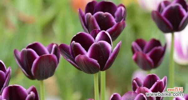探寻野生郁金香的神秘花语 野生郁金香的花语与意义