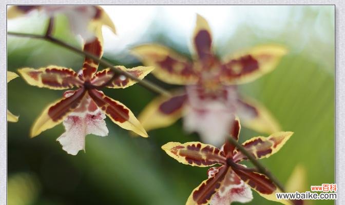 探寻大自然的神秘语言 野生兰花的花语之美