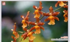 探寻大自然的神秘语言 野生兰花的花语之美