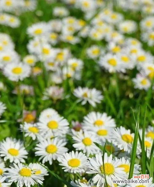 解读野菊花的花言花语 野菊花的花语与寓意