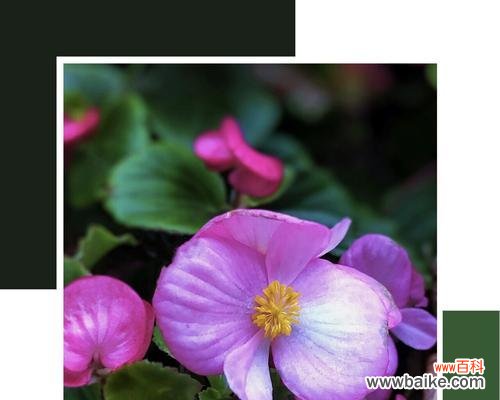 探寻银星秋海棠的花语 银星秋海棠的花语之美