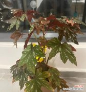 探寻银星秋海棠的花语 银星秋海棠的花语之美