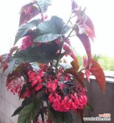 花开寄情 银星海棠，寄托爱的语言