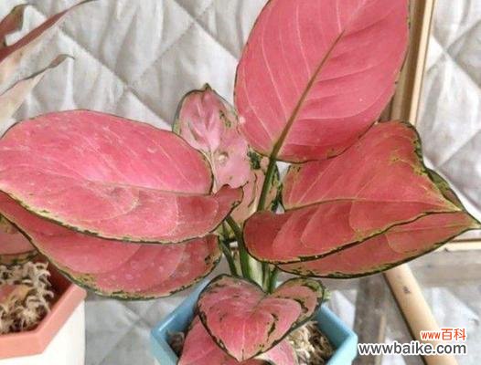 探寻银皇后万年青花的深层魅力 银皇后万年青花的美丽与寓意