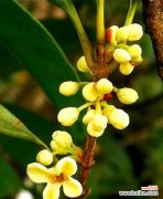 品鉴银桂体验芳香之旅 银桂