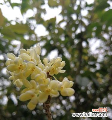 品鉴银桂体验芳香之旅 银桂