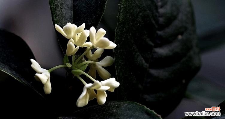 品鉴银桂体验芳香之旅 银桂