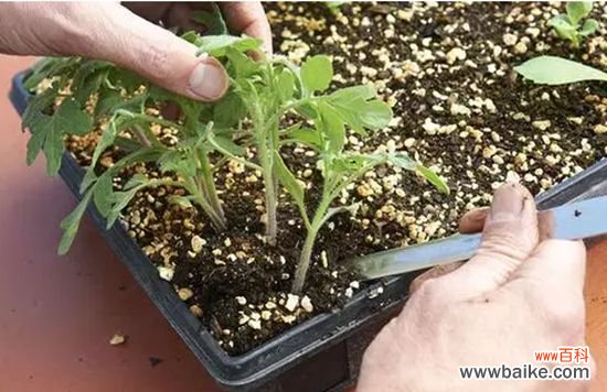 养花技巧：6种花卉黄叶防治技巧