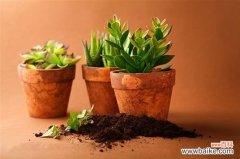 如何自制花肥：手把手教你制作氮、磷、钾纯天然有机肥