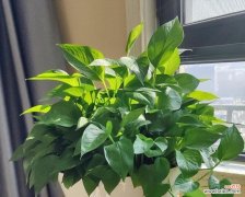 绿萝的养护技巧及相关传说解读 绿萝养护秘籍