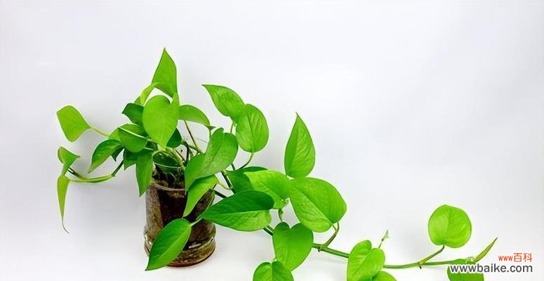 绿萝的养护技巧及相关传说解读 绿萝养护秘籍