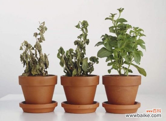 盆栽半死不活的怎么办?3种盆栽急救方法