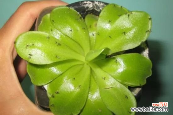 家庭养花技巧:自制天然杀虫剂