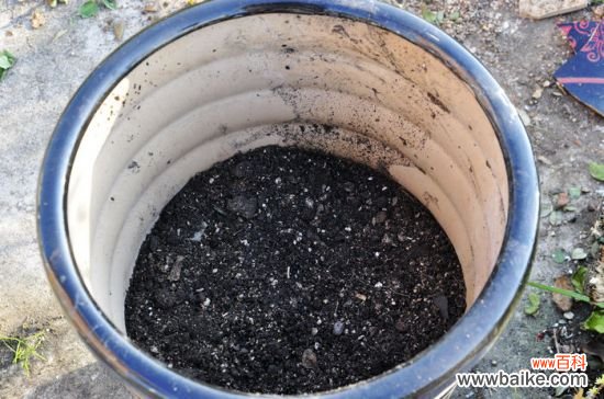 养花技巧:如何让花不黄叶不烂根