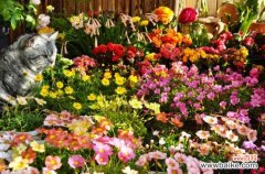 养花技巧：如何让花不黄叶不烂根