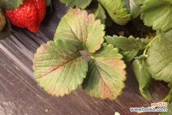 怎样知道你家的花是否缺肥？早发现早治疗