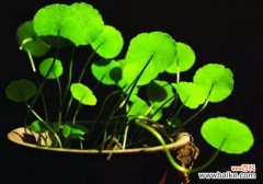 怎样知道你家的花是否缺肥？早发现早治疗