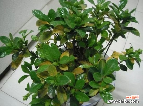 怎样知道你家的花是否缺肥？早发现早治疗