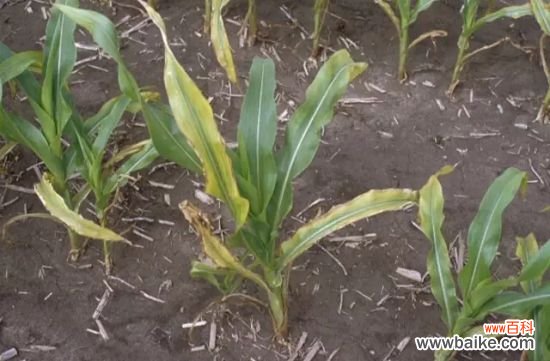 怎样知道你家的花是否缺肥？早发现早治疗