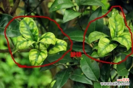 怎样知道你家的花是否缺肥？早发现早治疗