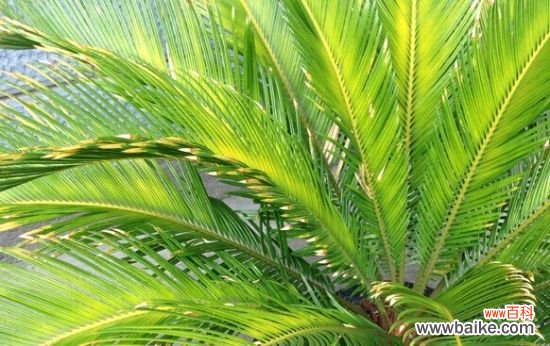 植物叶子发黄的常见原因及解决办法详解