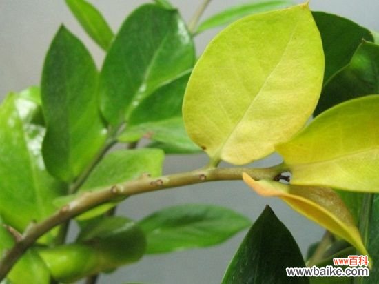 植物叶子发黄的常见原因及解决办法详解