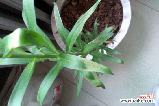 百合花叶子软了怎么办？掌握四个方法让叶片恢复生机