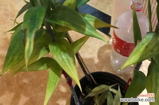 百合花叶子软了怎么办？掌握四个方法让叶片恢复生机