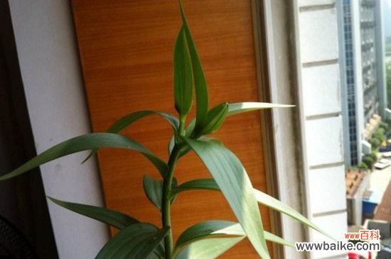 百合花叶子软了怎么办？掌握四个方法让叶片恢复生机