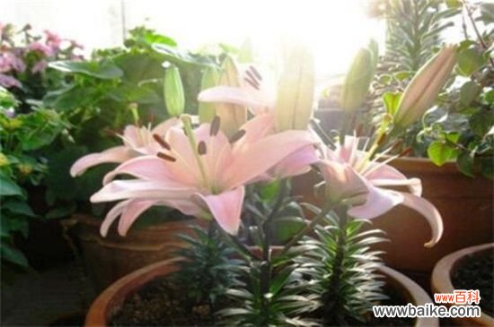 百合花蕾没开花就掉了怎么办?3种方法让百合花满枝头