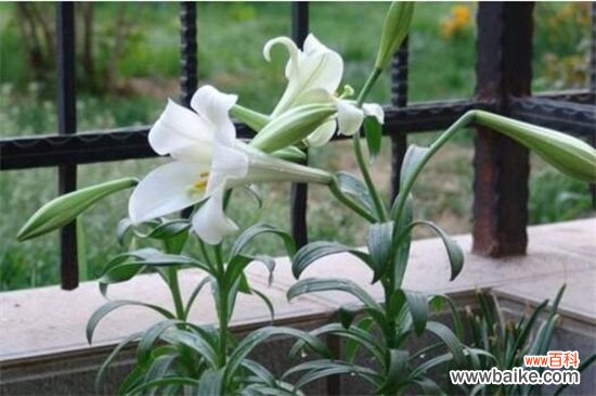 百合花蕾没开花就掉了怎么办?3种方法让百合花满枝头