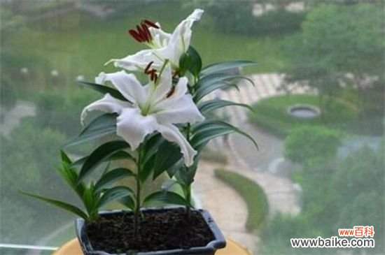 百合花蕾没开花就掉了怎么办?3种方法让百合花满枝头