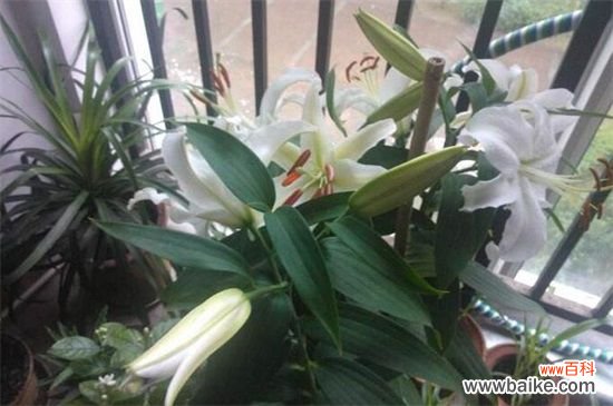 百合花蕾没开花就掉了怎么办?3种方法让百合花满枝头