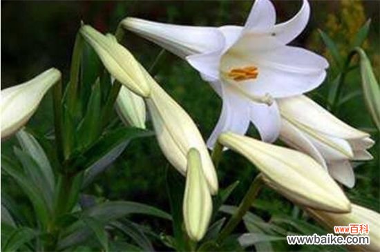 百合花蕾没开花就掉了怎么办?3种方法让百合花满枝头