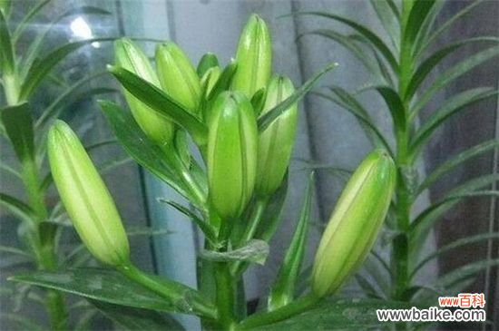 百合花蕾没开花就掉了怎么办?3种方法让百合花满枝头
