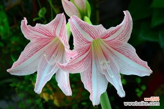 百合花蕾没开花就掉了怎么办?3种方法让百合花满枝头