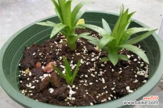 百合花蕾没开花就掉了怎么办?3种方法让百合花满枝头