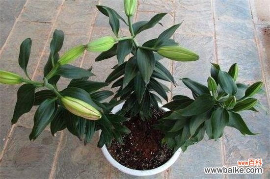 百合花落叶和花蕾枯萎怎么办？