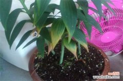 百合花落叶和花蕾枯萎怎么办？