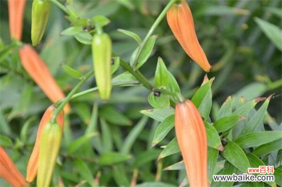 百合花落叶和花蕾枯萎怎么办？