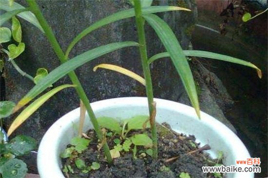 百合花落叶和花蕾枯萎怎么办？