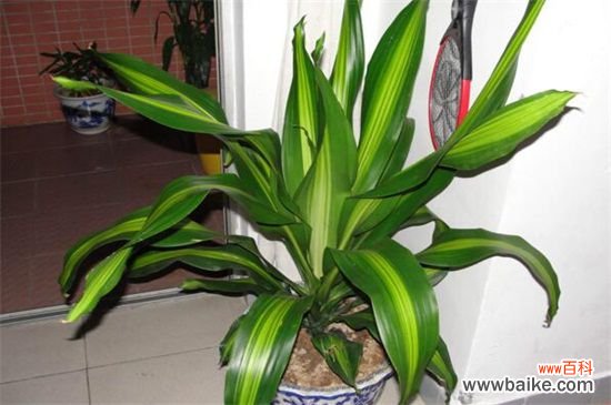 百合花落叶和花蕾枯萎怎么办？