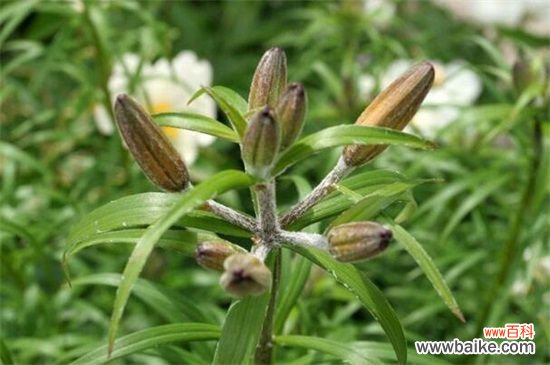 百合花落叶和花蕾枯萎怎么办？