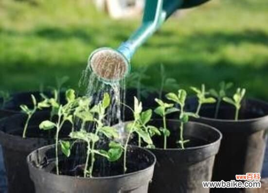 米兰花能浇白醋吗?米兰花掉叶子放点白醋即可挽回