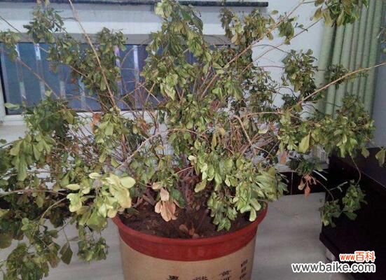 米兰花能浇白醋吗?米兰花掉叶子放点白醋即可挽回