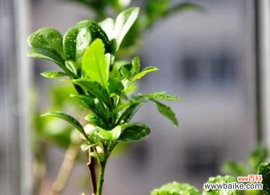 米兰花能浇白醋吗?米兰花掉叶子放点白醋即可挽回