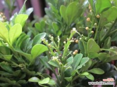 米兰花落蕾怎么办？水大使土壤长期过湿缺氧，导致落蕾