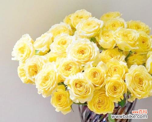 以粉黄玫瑰传递爱意与美好祝愿的意义与方式 粉黄玫瑰花束花语