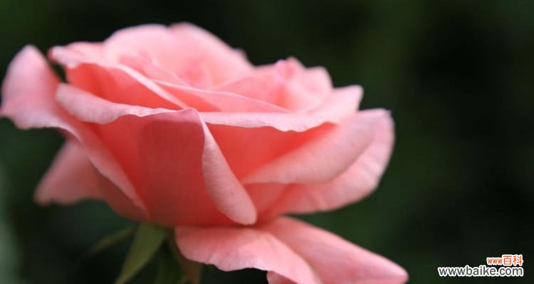 用粉色月季编织美丽的情感篇章 粉色月季花语