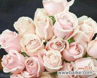 解读粉雪山玫瑰的象征意义和美丽特质 粉雪山玫瑰的花语和魅力